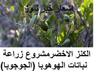 الكنز الاخضرمشروع زراعة نباتات الهوهوبا  (الجوجوبا)