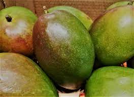 أهميه زراعه المانجو