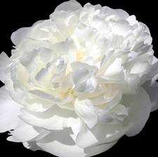 الوصول للجمال الحقيقي